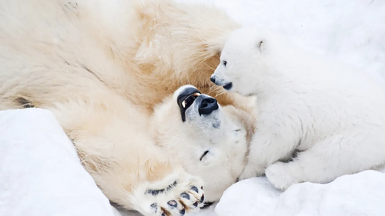 Jegesmedvék miatt hiúsulhat meg az olajkitermelés az alaszkai vadonban
