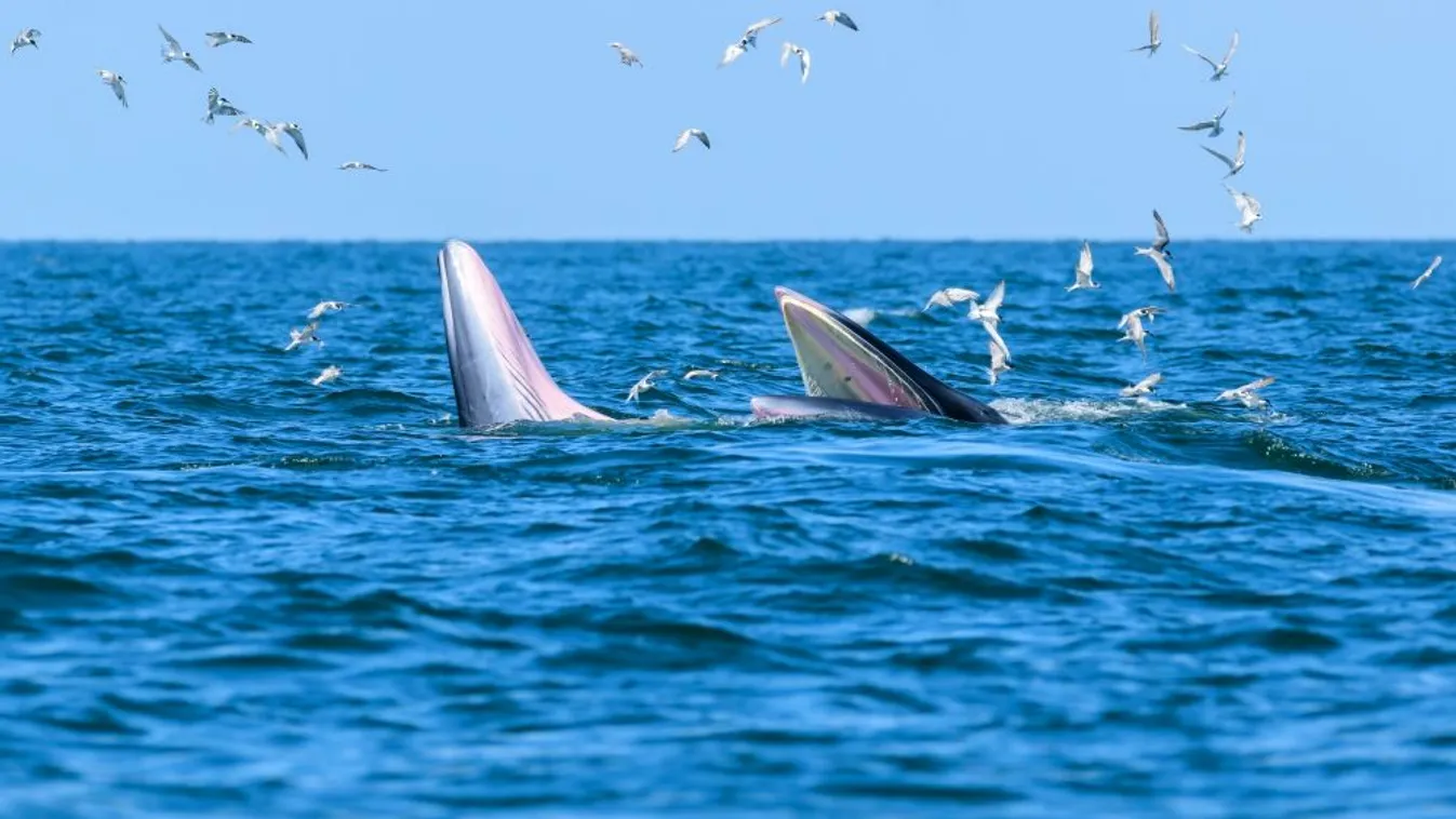 Kilónként 54 ezer forintot is adtak a trópusi bálna húsáért