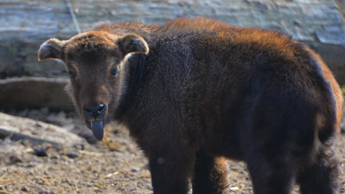 Mishmi takin született a Nyíregyházi Állatparkban