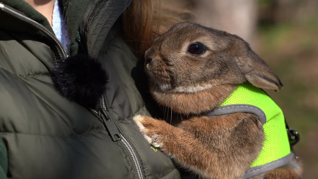 Élő húsvéti nyúl ajándékba? + videó