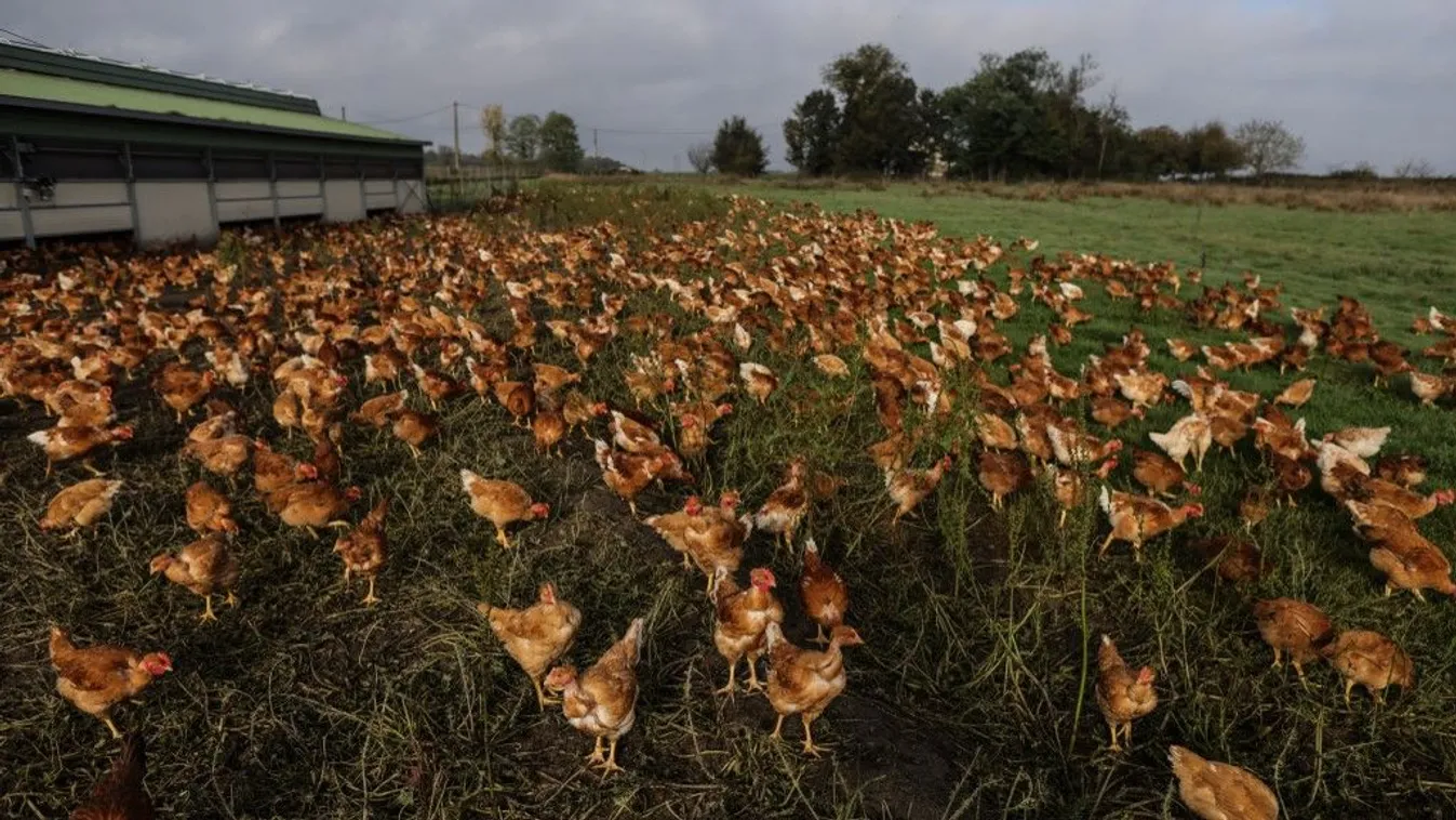 A házi macskákban, vadállatokban is előfordult madárinfluenza-vírus Európában