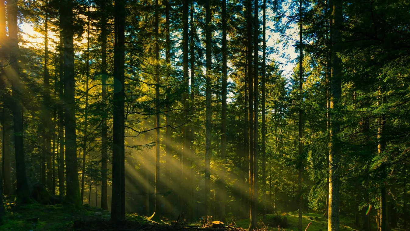 Megjelent a fiatal erdők állománynevelését támogató pályázati felhívás