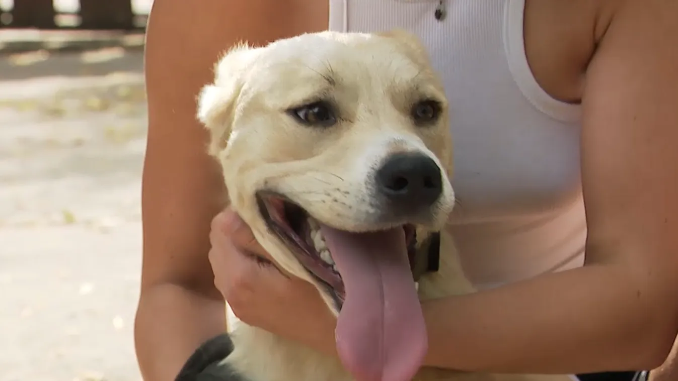 Radar - Tegyük elviselhetőbbé a hőséget kutyáinknak!
