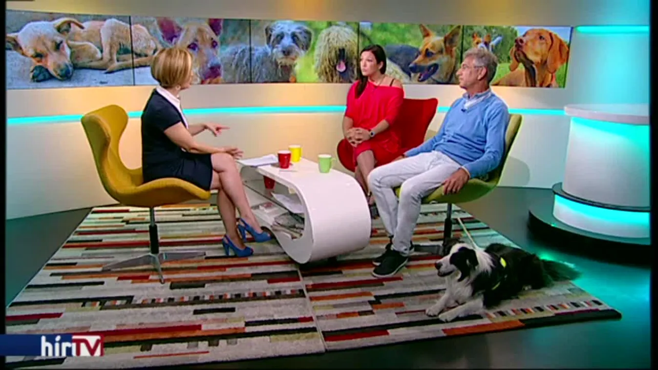 DogMopolitan - jótékonysági kutyafesztivál