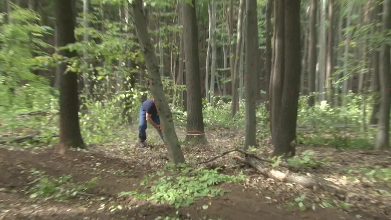 Radar: Hatalmas az igény a hatósági áras tűzifára