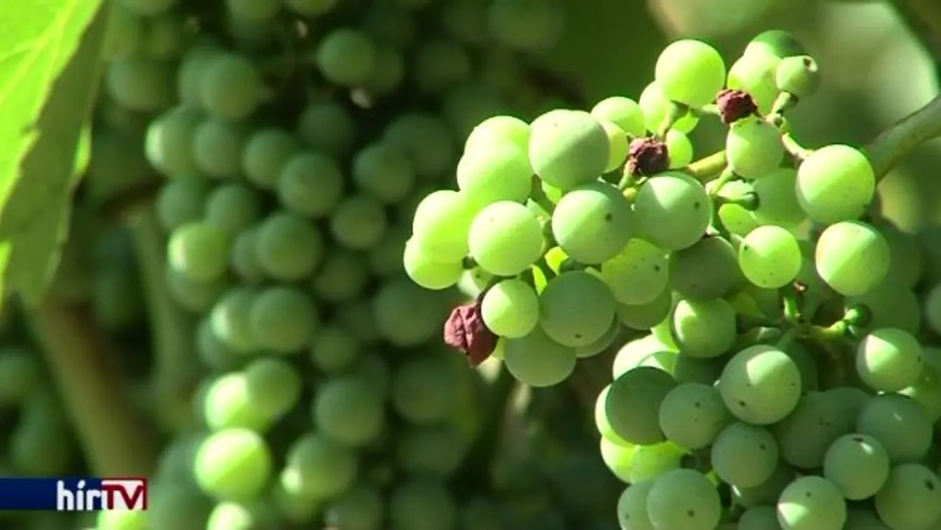 Szüret a Nagykunsági Borvidéken – Soroló