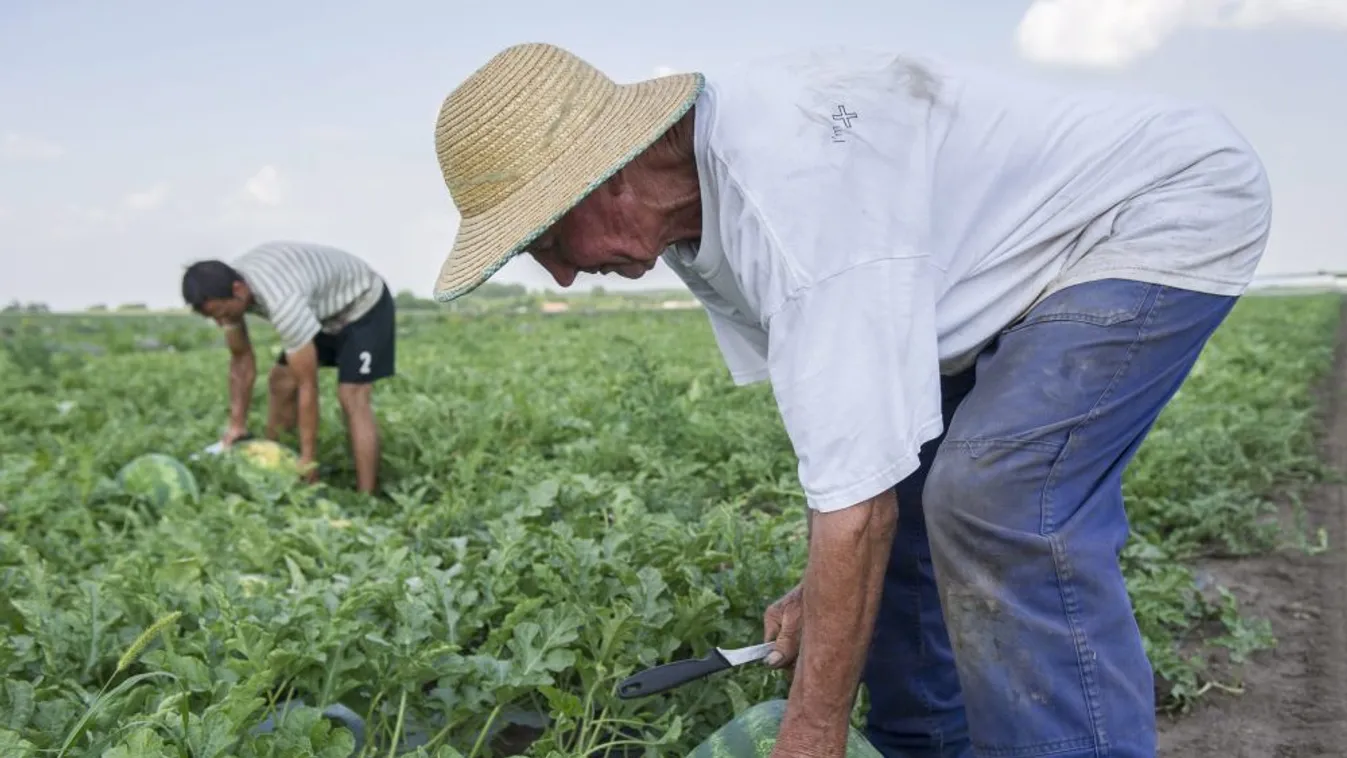 Már magyar dinnyét is ehetünk