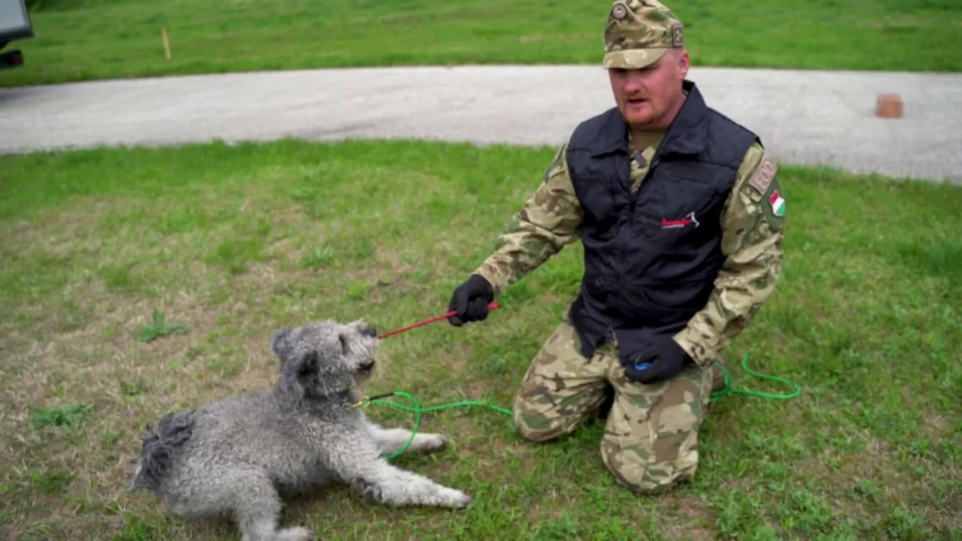 Radar: Robbanóanyag-kereső kutyák kiképzésen