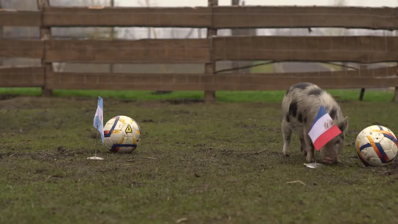 Radar - Timo jóslata