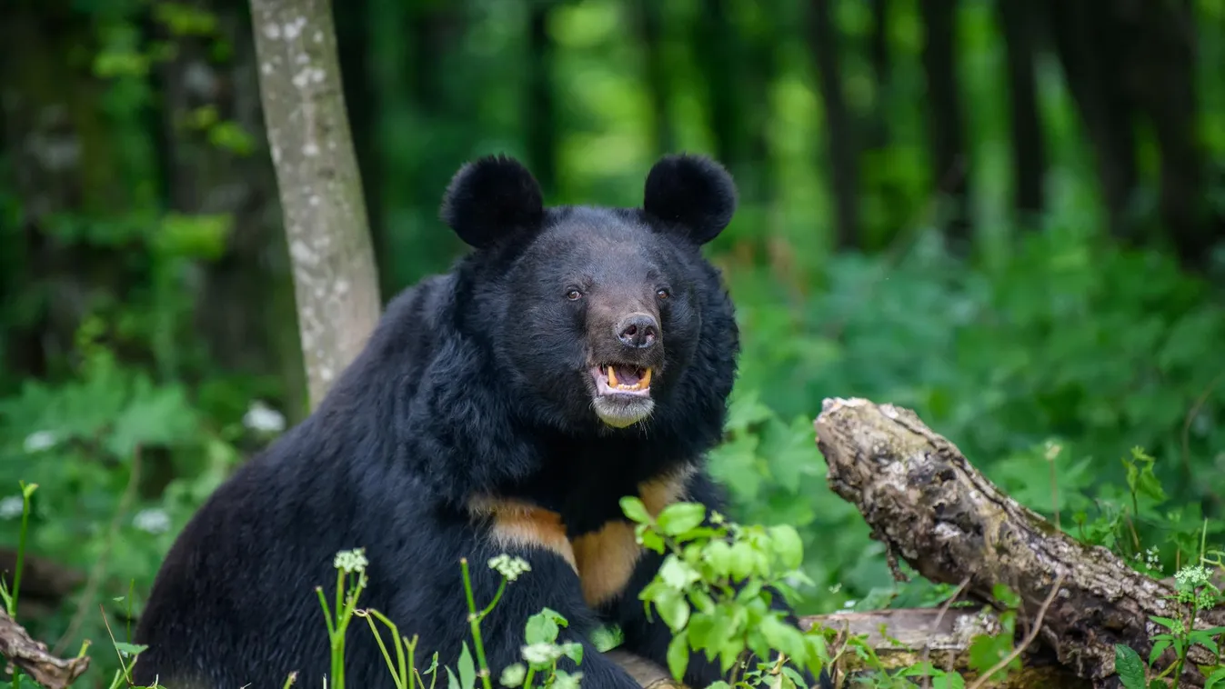 Medvetámadás történt Japánban