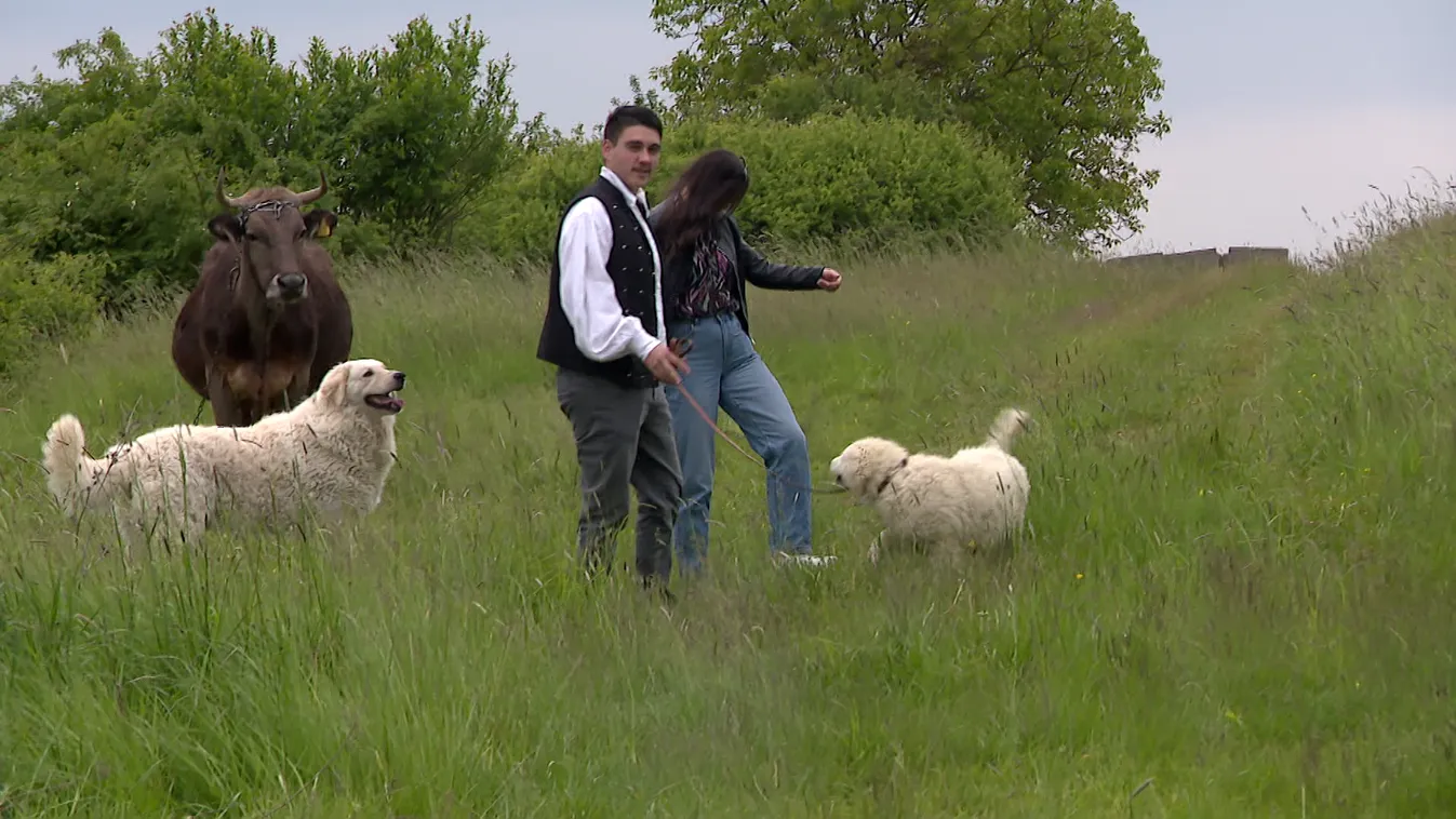 Radar - A kuvaszok megmentése + videó