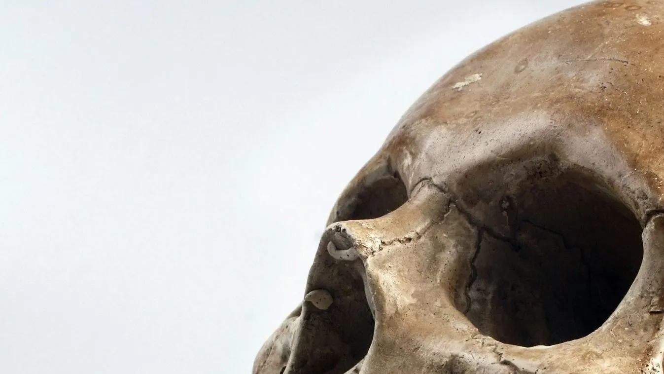 Rejtélyes koponyát találtak a Lidl parkolójának területén