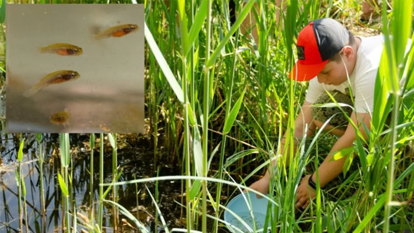 1,65 milliárd forint értékben telepítették legveszélyeztetettebb halfajunkat