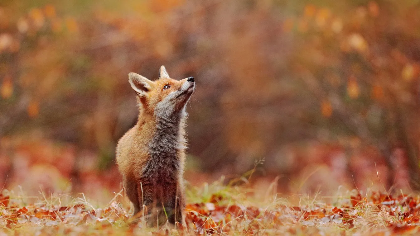 Veszett rókát találtak Magyarország ukrán határ menti területén