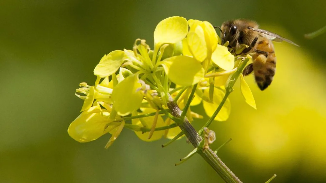 Itt a vetési szezon – Soroló