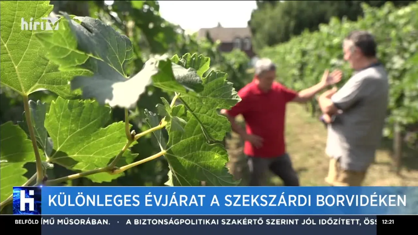 Különleges évjárat a szekszárdi borvidéken