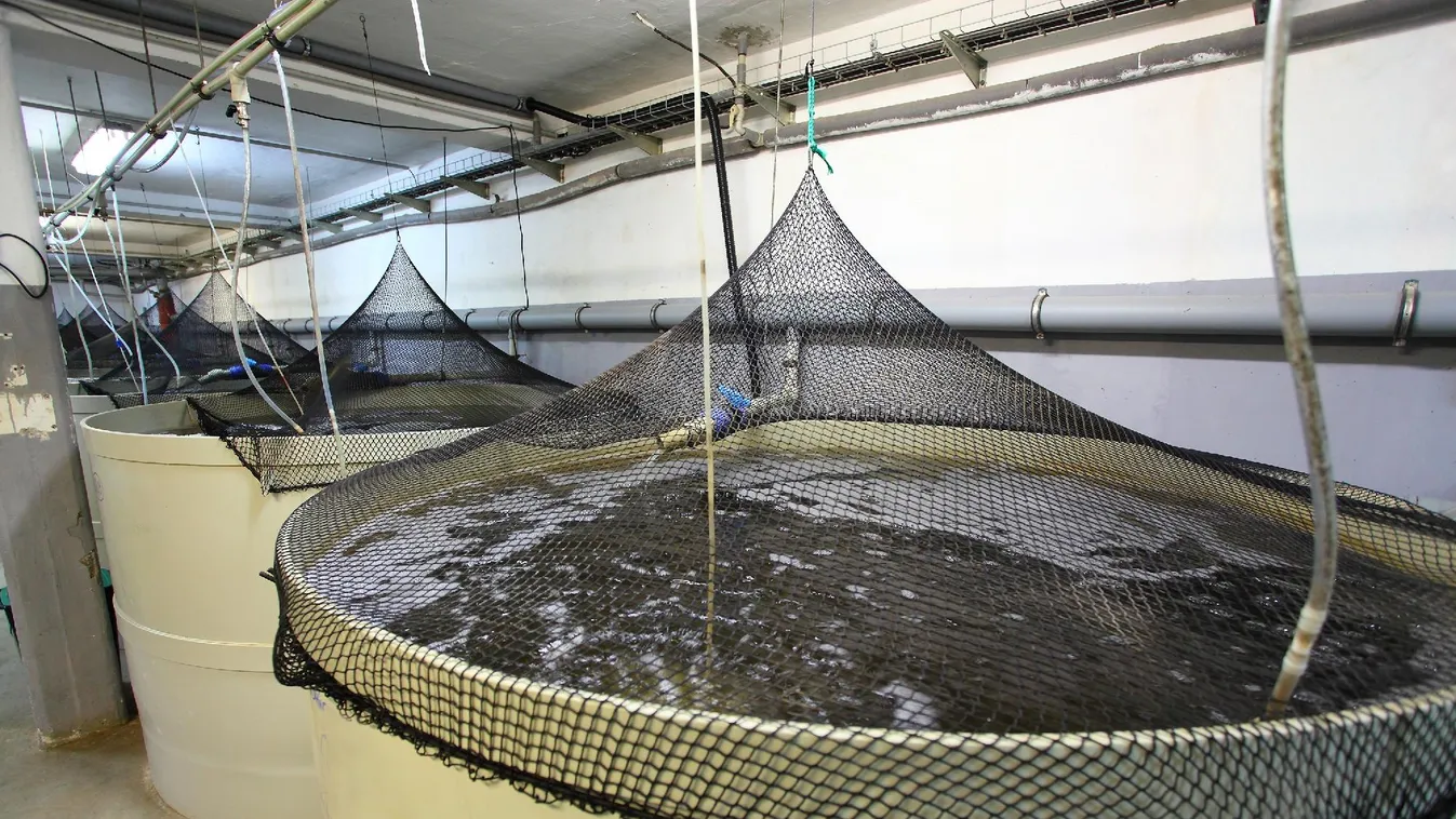 Intenzív haltermelő telep létesült Balatonszabadiban