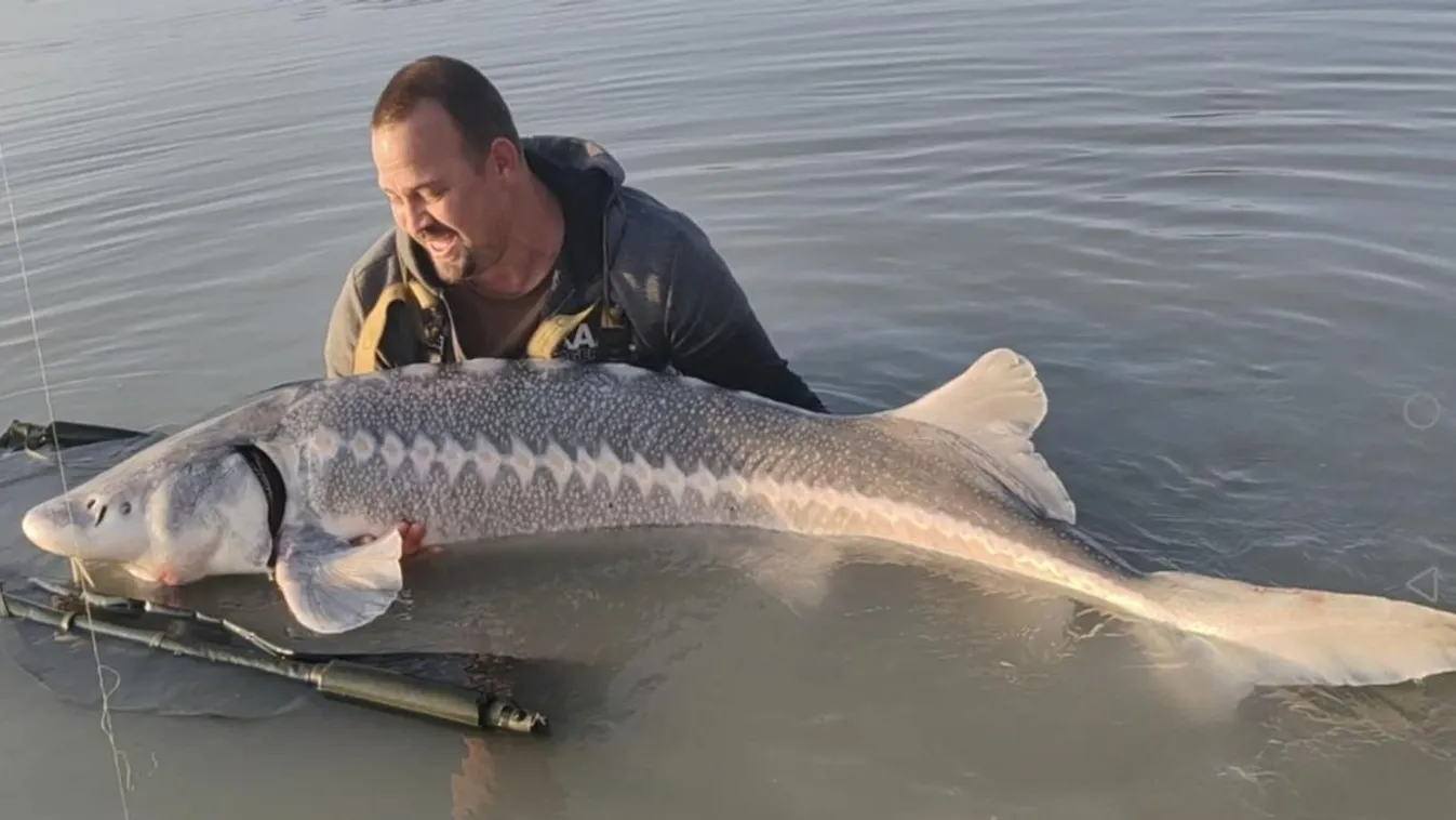 Hatalmas tokhal akadt horogra Bajánál