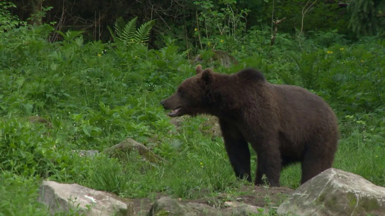 Állandósult a medveveszély Székelyföldön