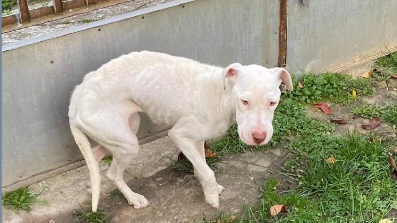 Csontsovány kutya ügyében intézkedtek a rendőrök