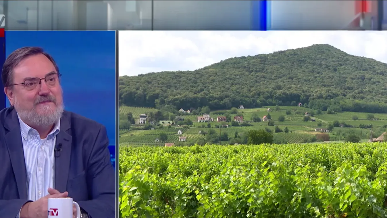 Beteg a szőlő Balatonon, országos akciót indítanak + videó