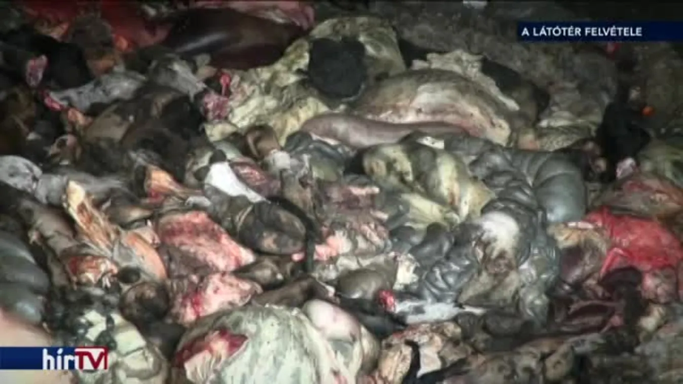 Húsfeldolgozó: a kislány összehányja magát, a hal petróleumízű