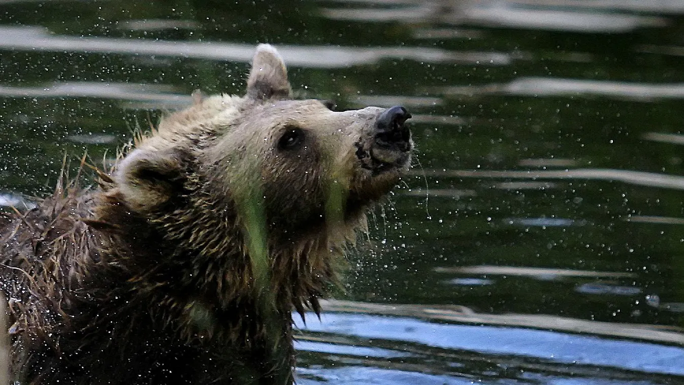 Iskolaudvaron keltett riadalmat egy medve, kilőtték