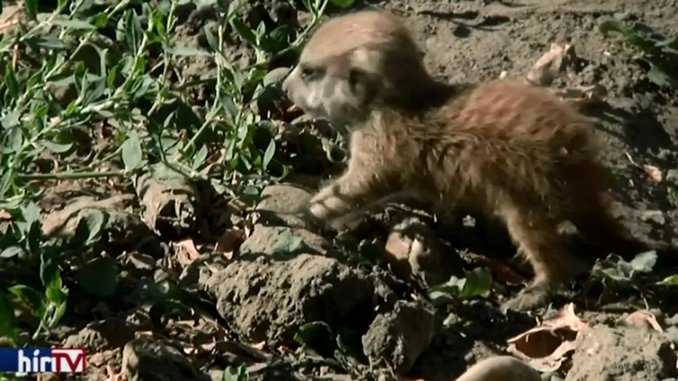 Már az ásással és az őrködéssel is próbálkoznak a csöppségek