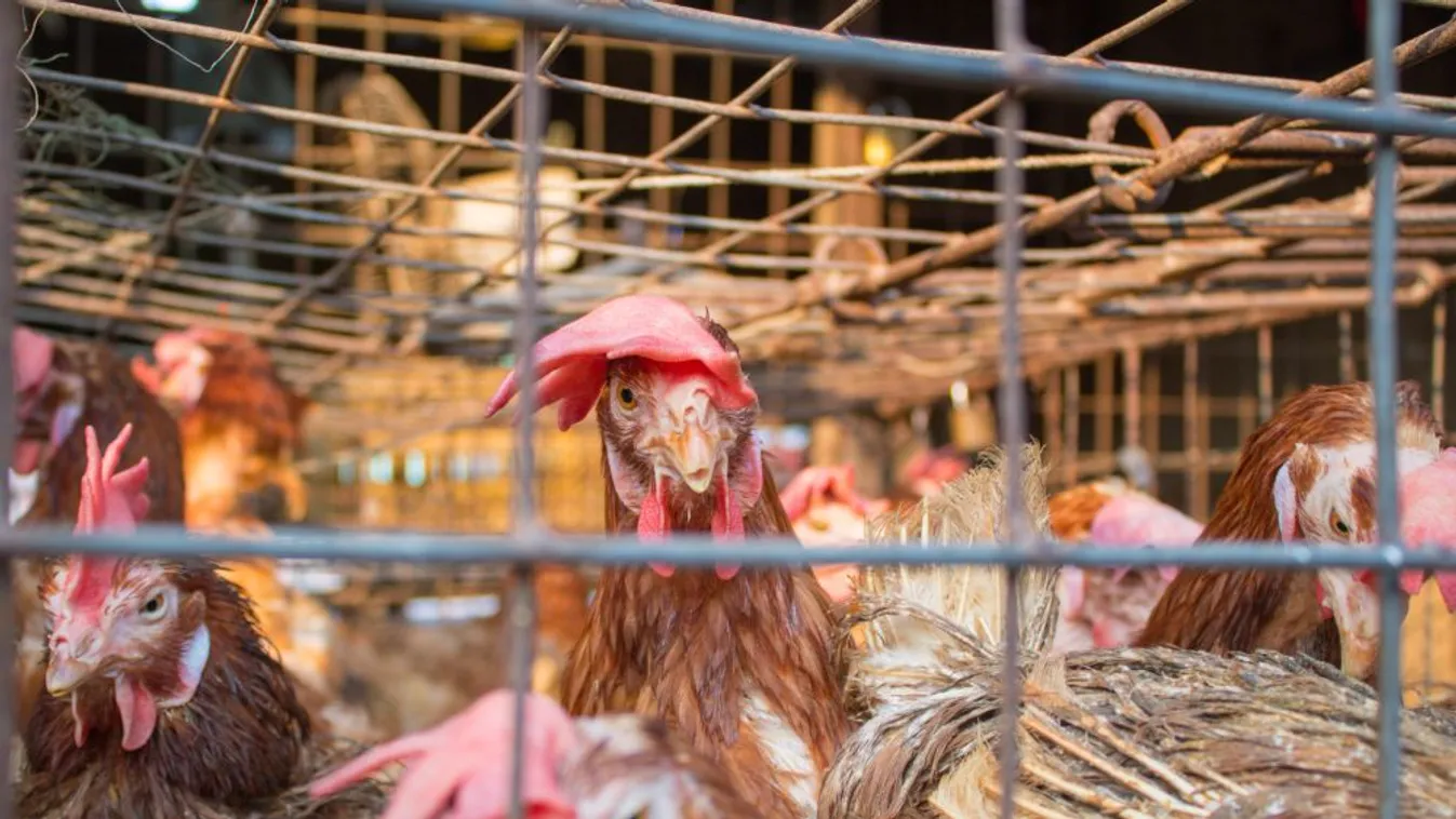 Szlovákiában is megjelent a madárinfluenza