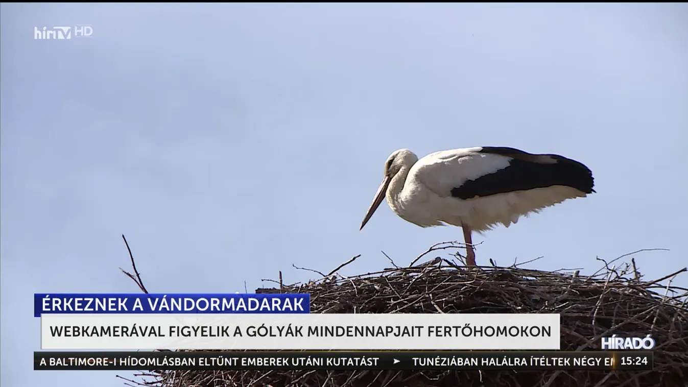 Webkamerával figyelik a gólyák mindennapjait Fertőhomokon + videó