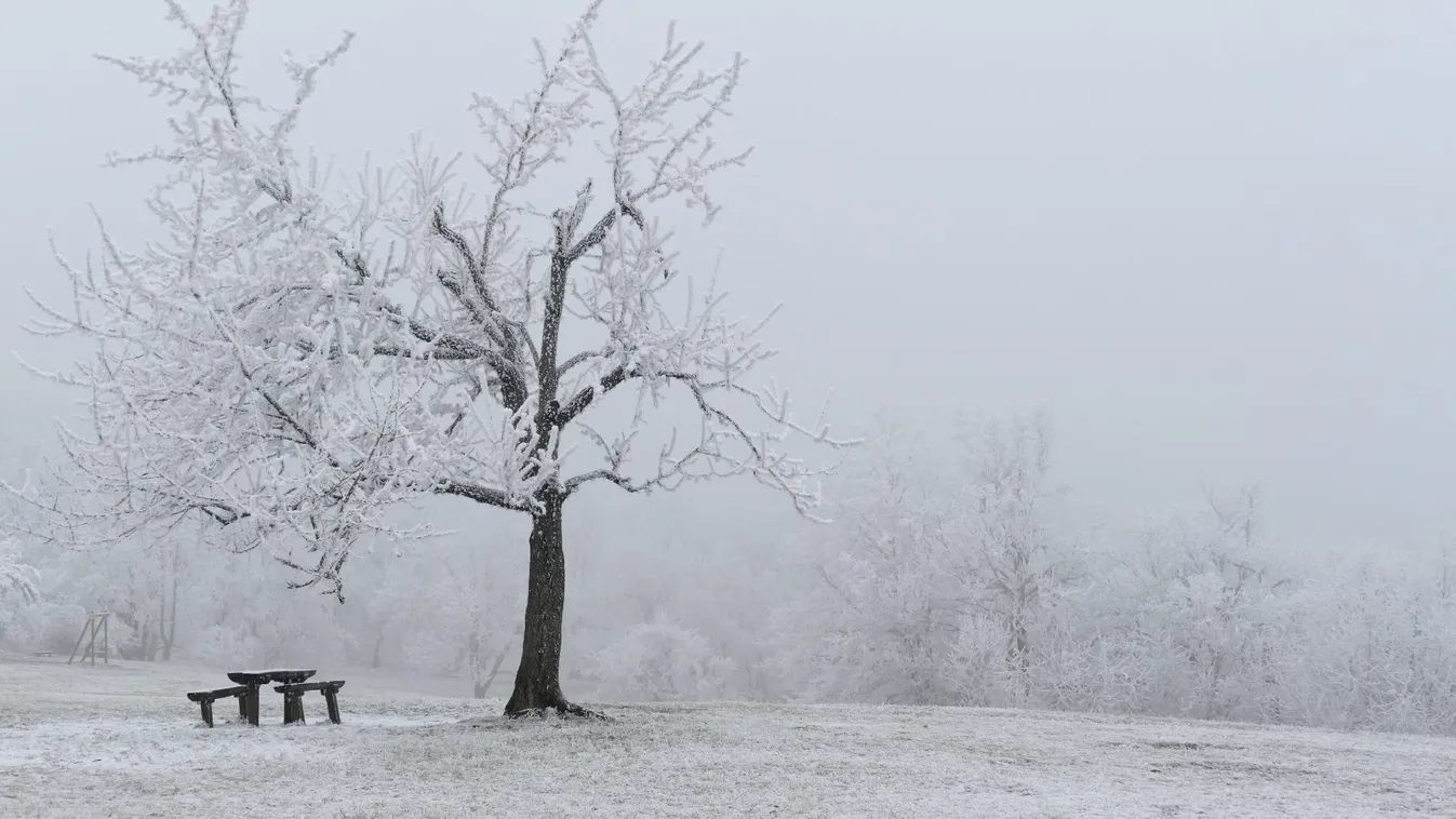 Lezárták a Normafát a balesetek megelőzése érdekében