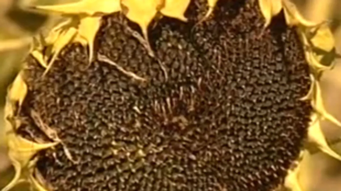 Agrárminisztérium: rekordhozamot ért el a napraforgó az idén