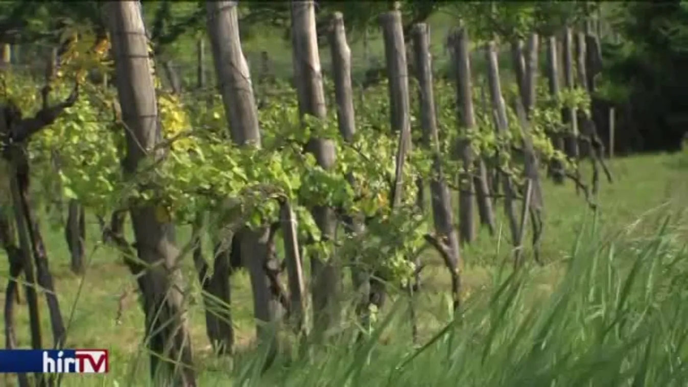 A fagyot átvészelték, az eső jót tett a szőlőnek