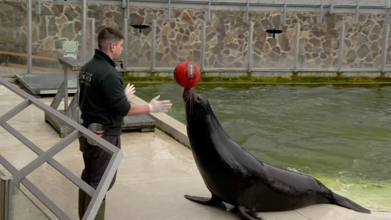 Radar - Fókashow a Sóstó ZOO-ban