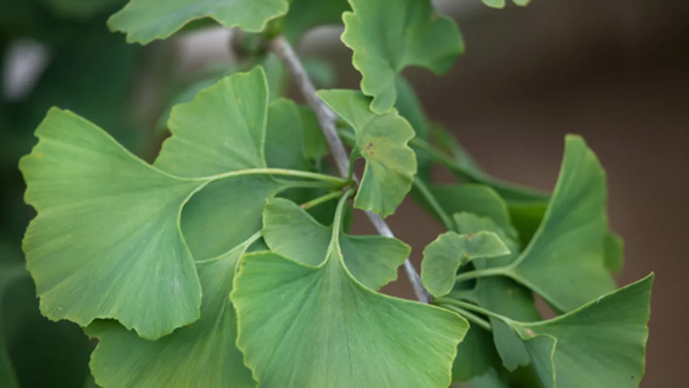Nincs beprogramozva az öregedésre a több mint ezer évig is elélő páfrányfenyő
