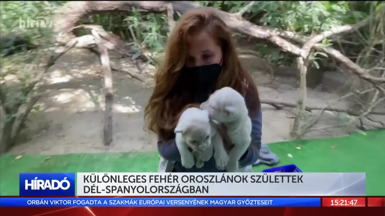 Különleges fehér oroszlánok születtek Dél-Spanyolországban