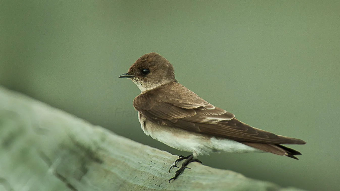 Az építési területekre beköltöző partifecskék védelmére figyelmeztet az MME
