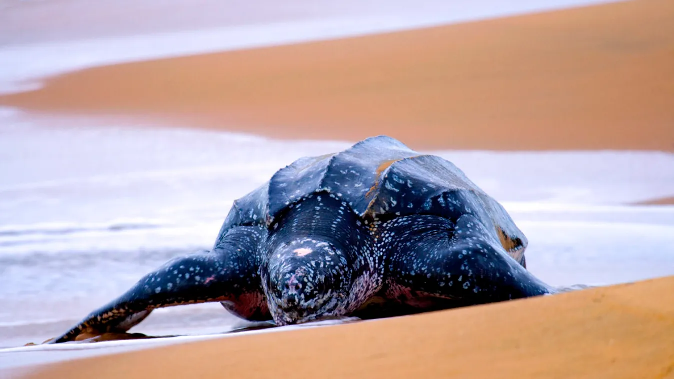 Kifosztották egy kihalás fenyegette teknősfaj ritka fészkét Thaiföldön