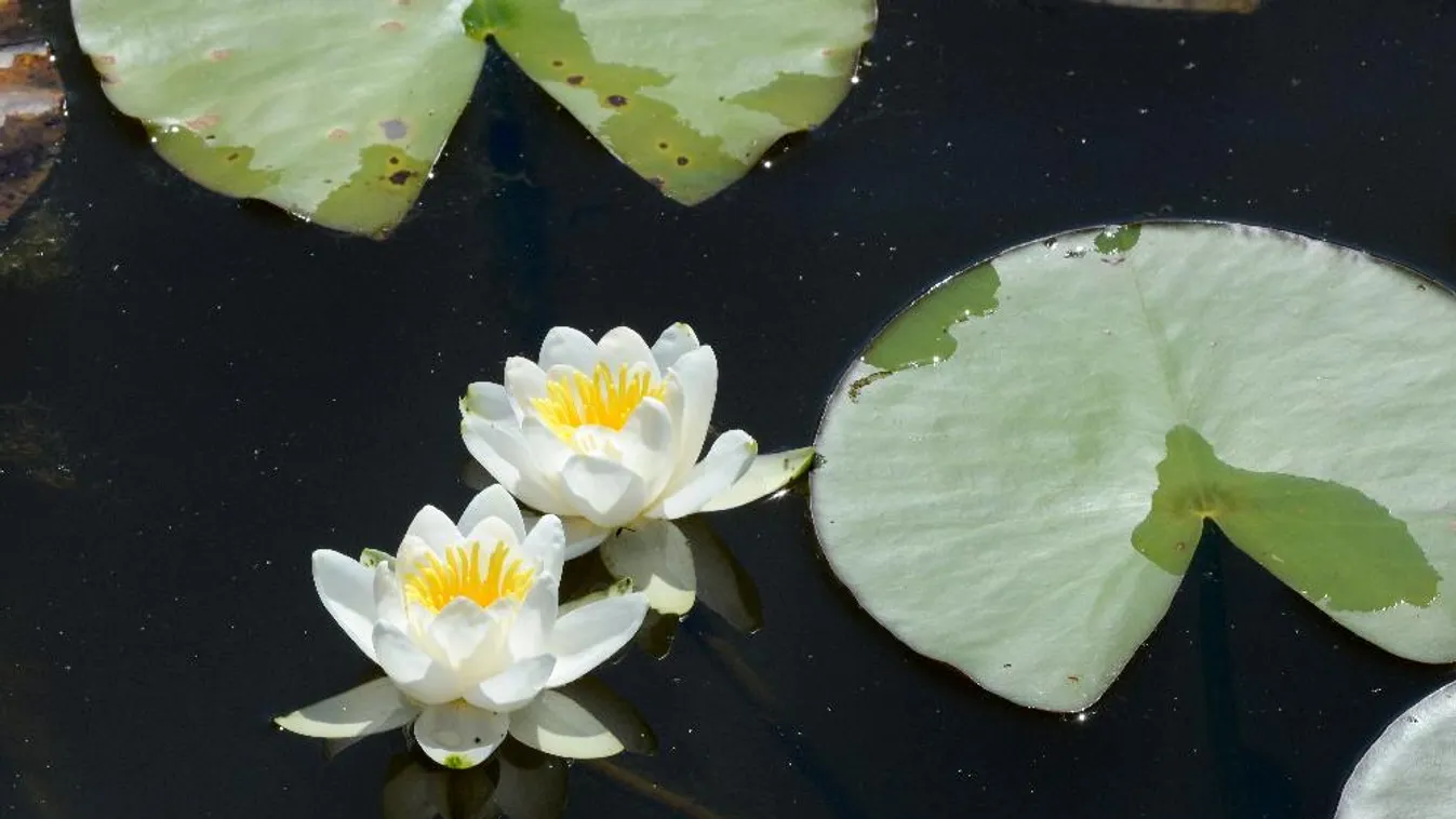 Megkezdődtek Szegeden a Lótusznapok