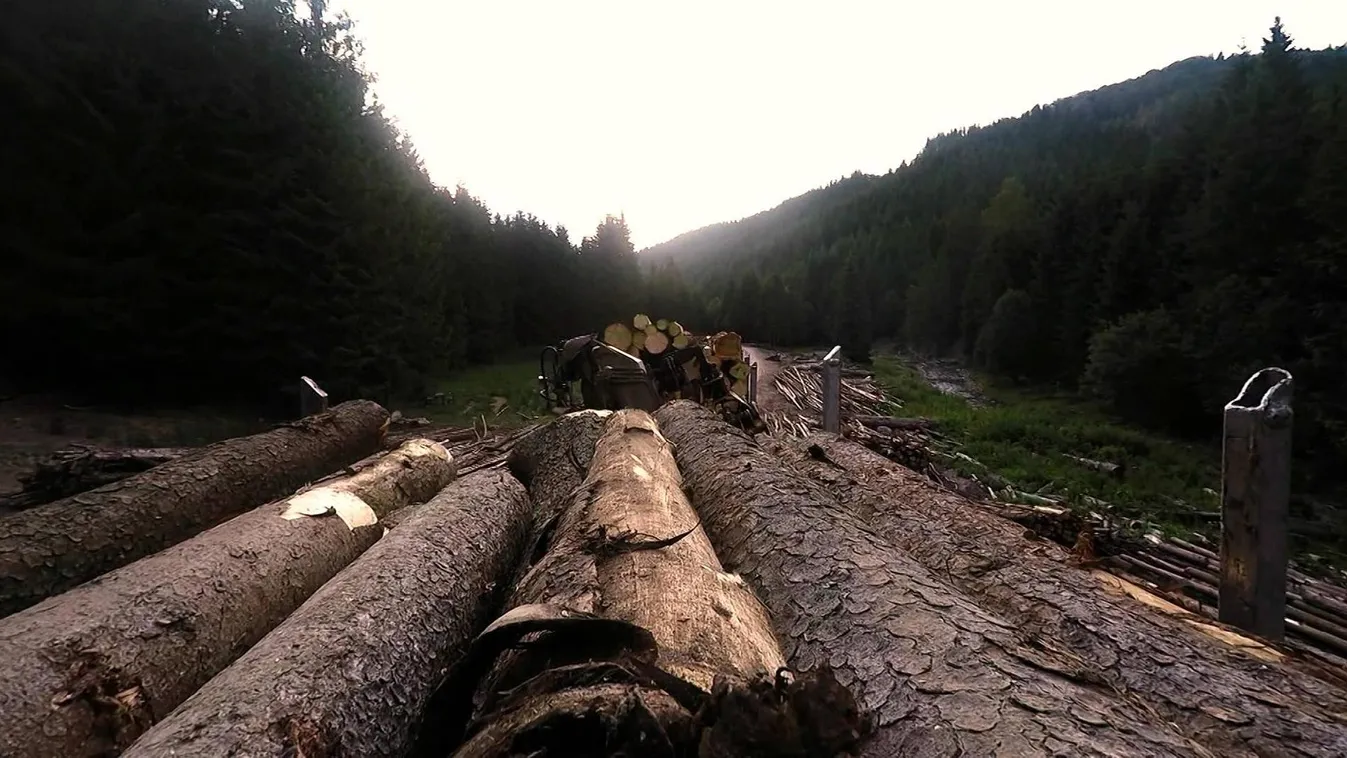 Méregzöld mesék – Vetítő