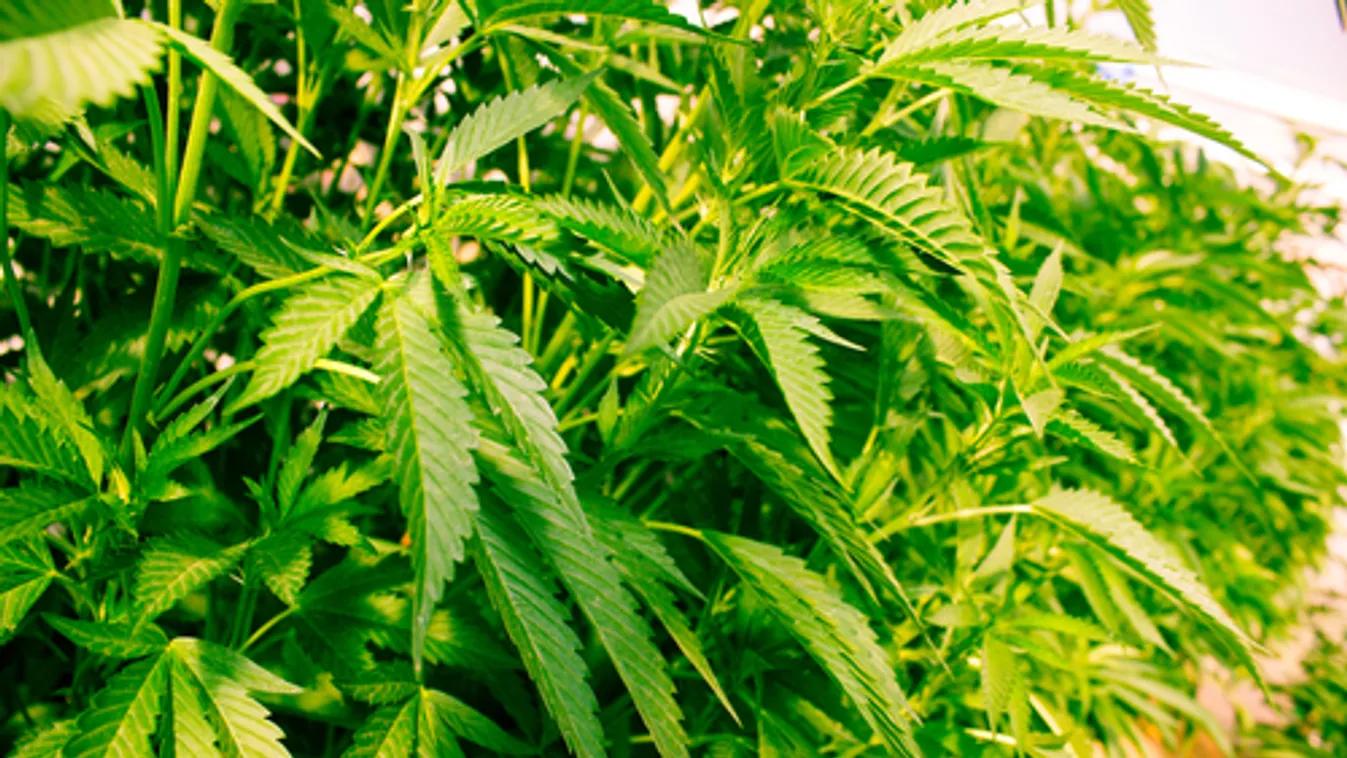 Kétmillió euró értékű vadkendert foglalt le a szlovén rendőrség