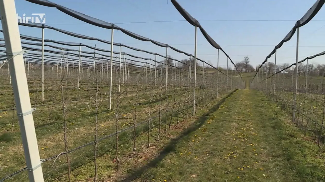 Soroló: A koronavírus-járvány is kihívások elé állítja a gazdákat