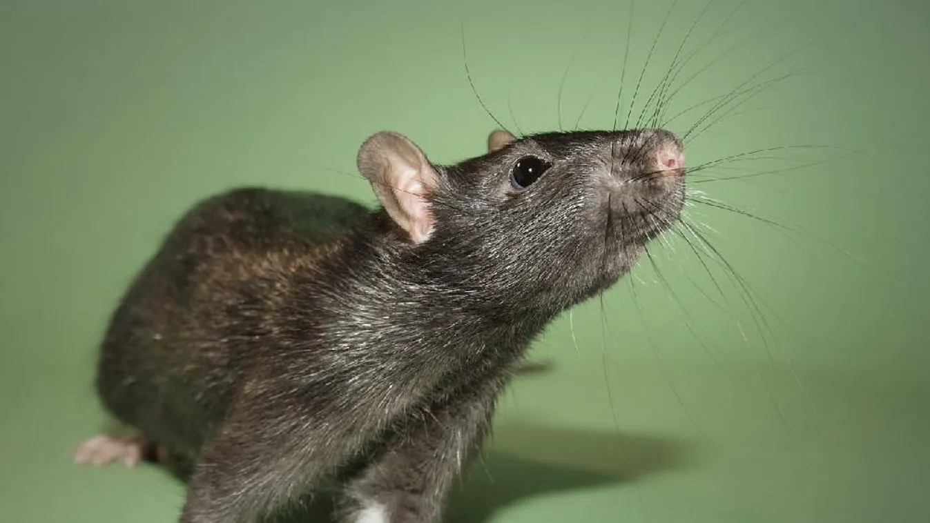 Patkányoknak nevezte a bevándorlókat – lemondatták az alpolgármestert