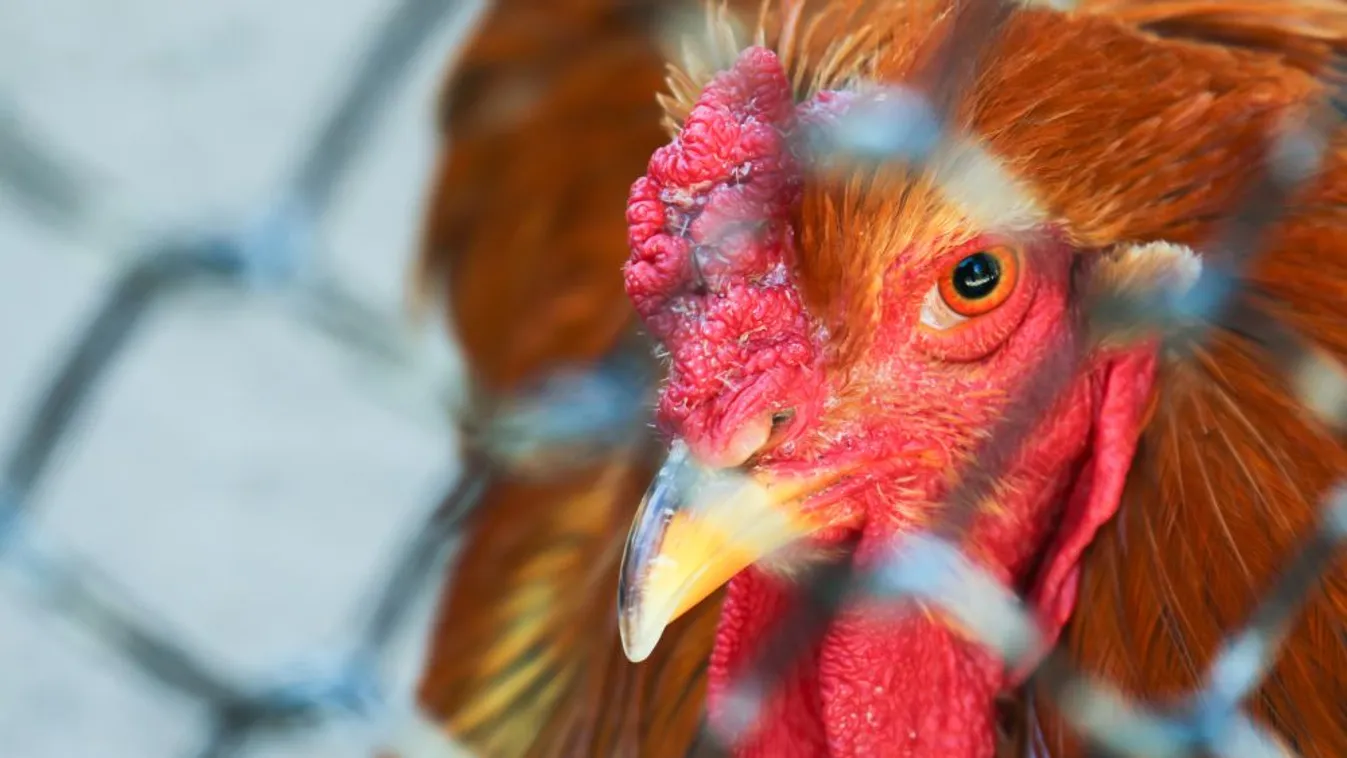 Japánban ismét megjelent a madárinfluenza