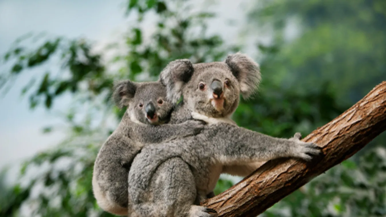 Veszélyeztetetté nyilvánították a koalát