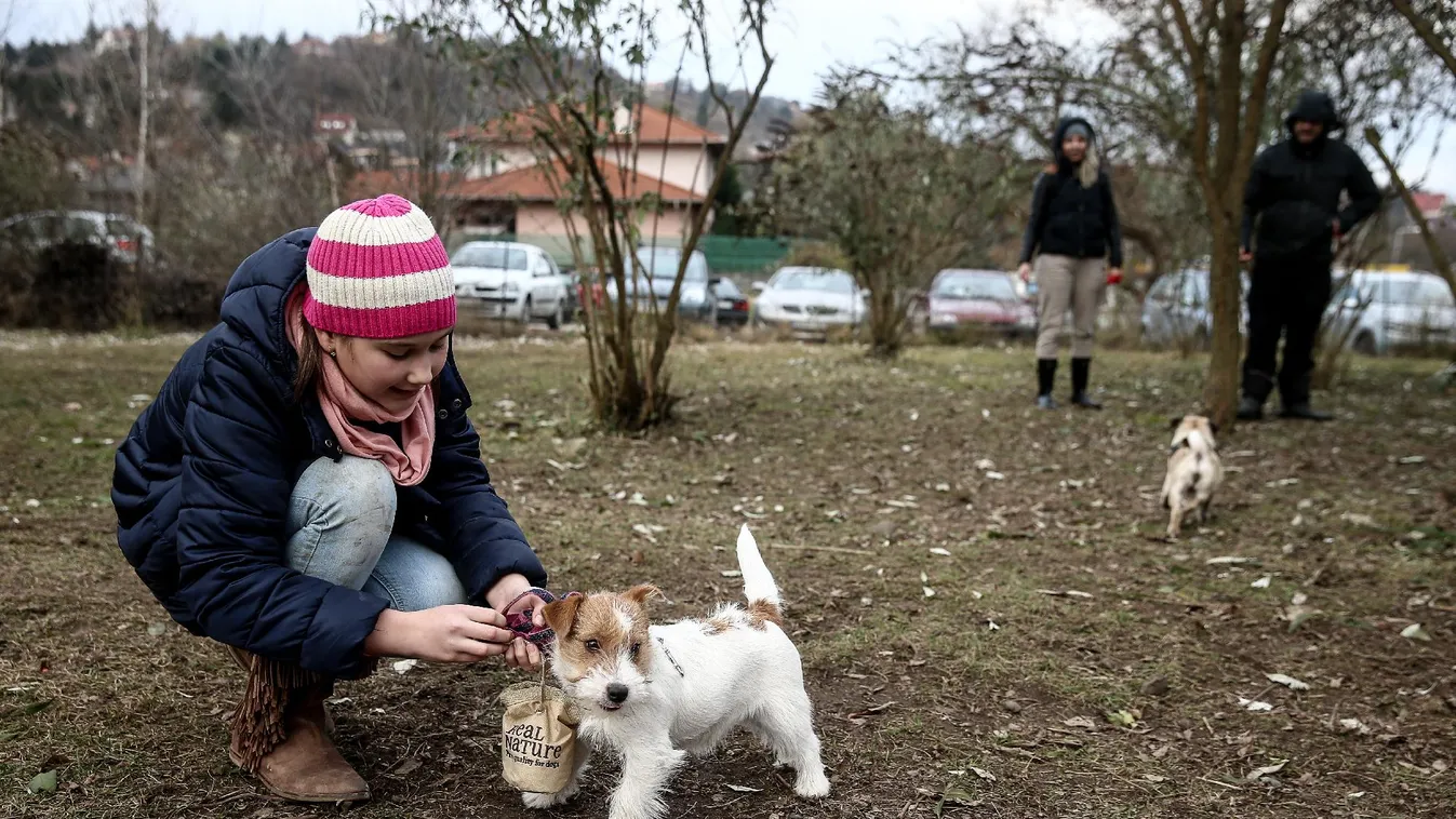 Nem veszélytelen az ünnep a háziállatok számára
