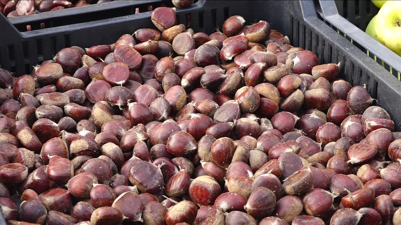 Indul a szelídgesztenye-szezon