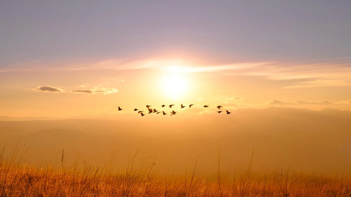 Spanyolországban madárvédelmi rendszerekkel látnák el a nagyfeszültségű elektromos vezetékeket és a szélerőműveket