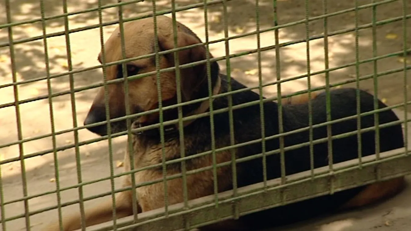 Megteltek az állatmenhelyek