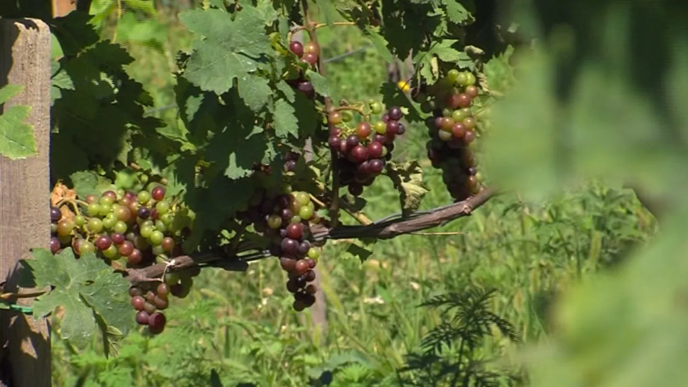 Kudarcos a magyar bormarketing